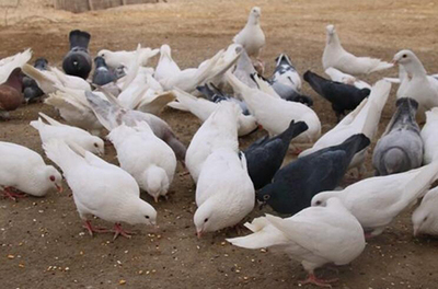 肉鴿養(yǎng)殖:農(nóng)村青年帶動(dòng)村民脫貧致富