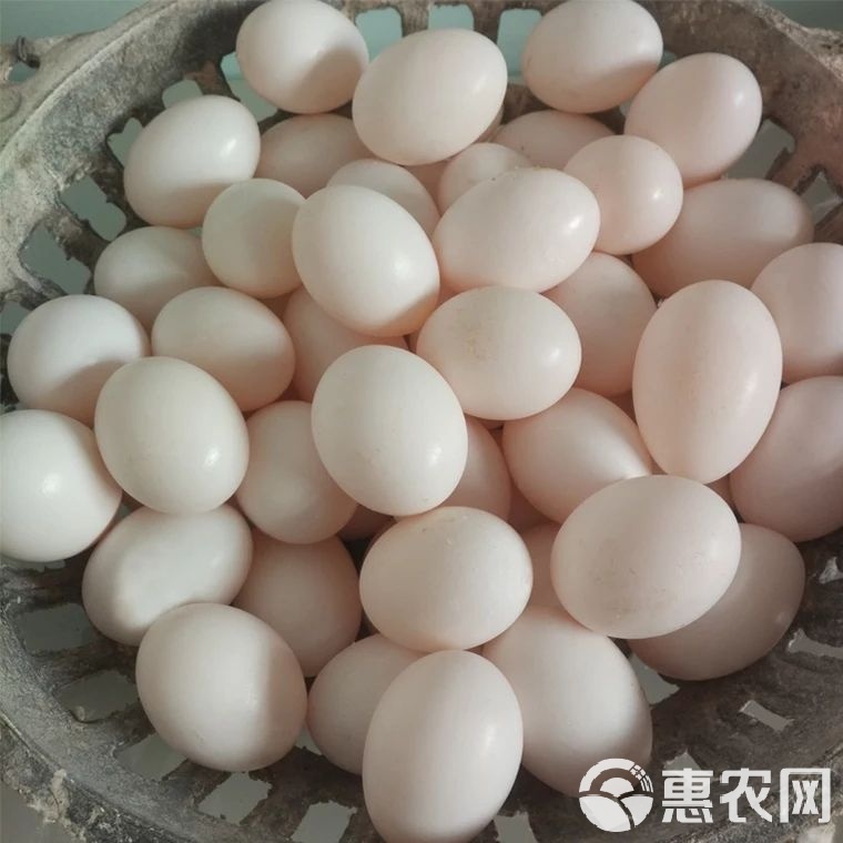 肉鴿養(yǎng)殖行情哪里賣的種鴿便宜質(zhì)量好_農(nóng)副產(chǎn)品欄目_