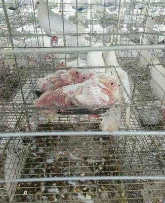 2016年鴿子價(jià)格走勢肉鴿價(jià)格預(yù)測|鴿子蛋價(jià)格行情